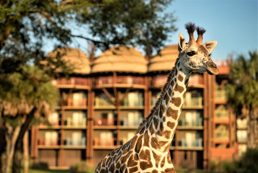 Disney'S Animal Kingdom Lodge Four Corners Dış mekan fotoğraf